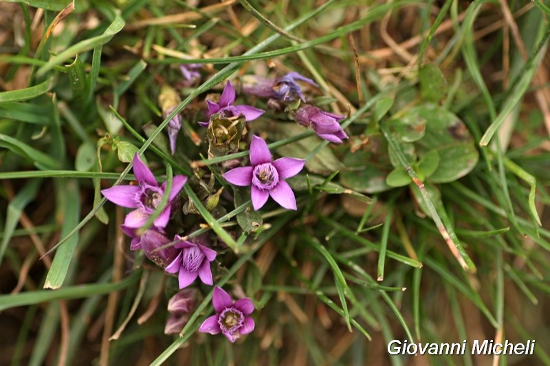 Gentianella sp.